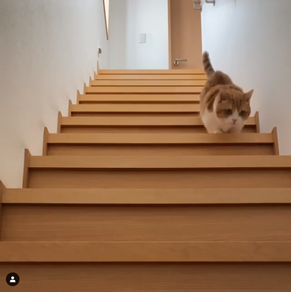 階段を下りるマンチカン