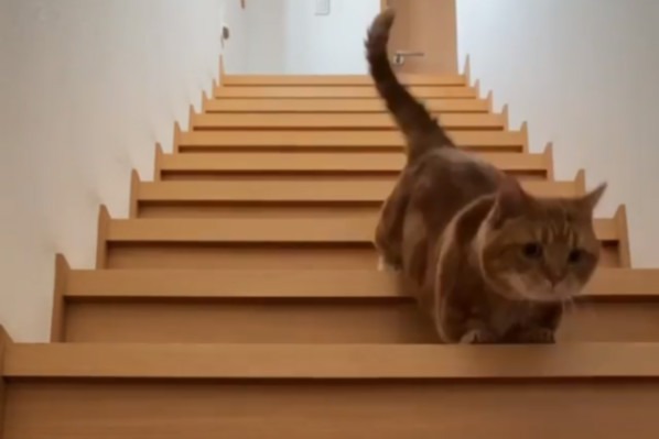 猫の茶太郎くんのカワイイ「高速階段下り」！！足が短くたって早いにゃよ！【動画】