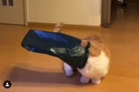 猫のきなこちゃん、袋に入ろうと奮闘中。いざ入ったけど「前が見えにゃーい！」【動画】