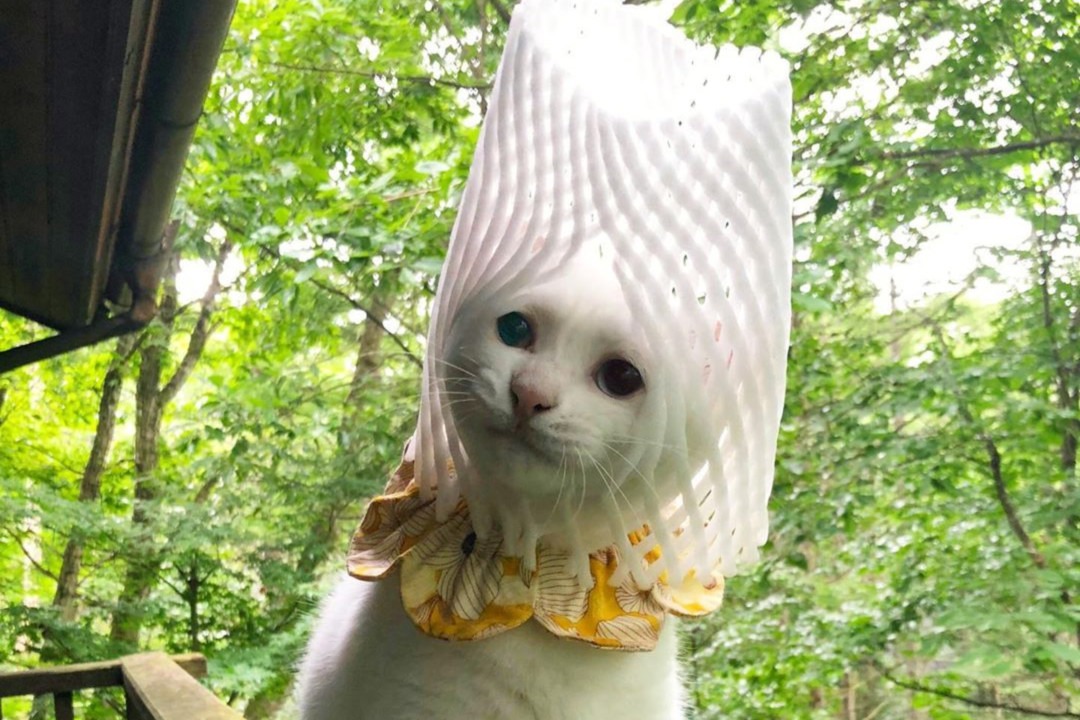 猫のコトちゃんのファッションショー！今年の流行りは果物ネットの帽子よ～