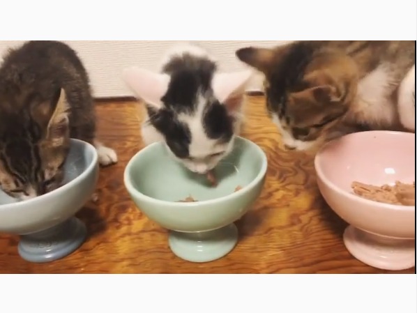 ごはんを食べる子猫たち