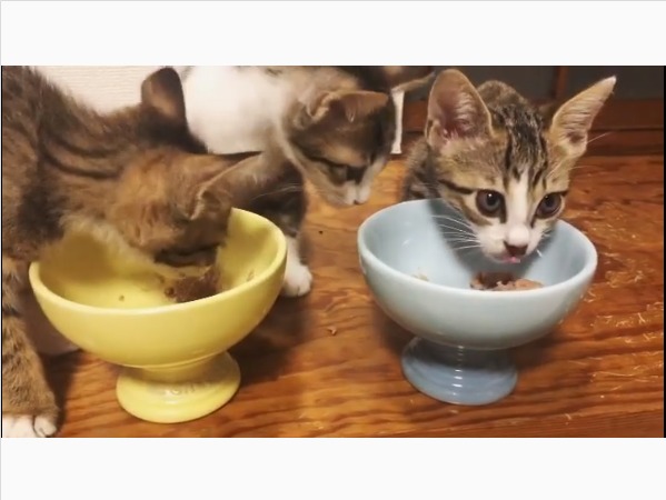 ごはんを食べる子猫たち