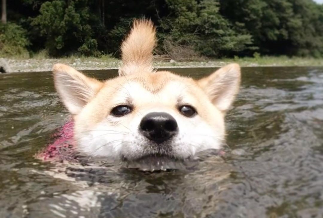 川遊びでハッスル！楽しそうに泳ぐ柴犬もちちゃん！