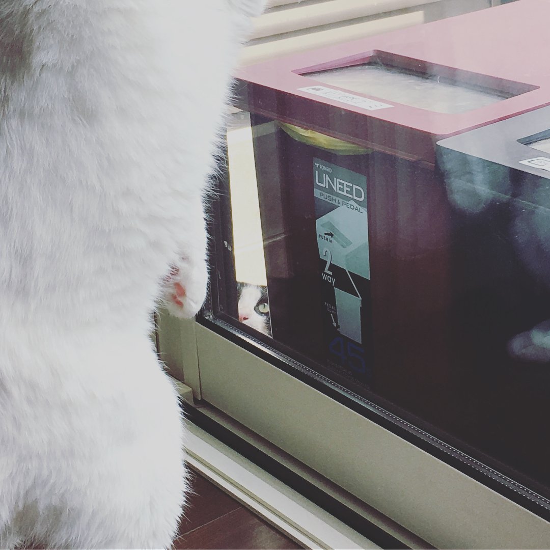 外から白猫を見つめる猫