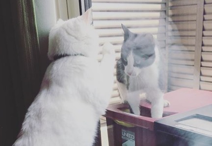 やあやあ、元気だったにゃ？…窓越しにお友達と挨拶を交わす白猫のハク様。
