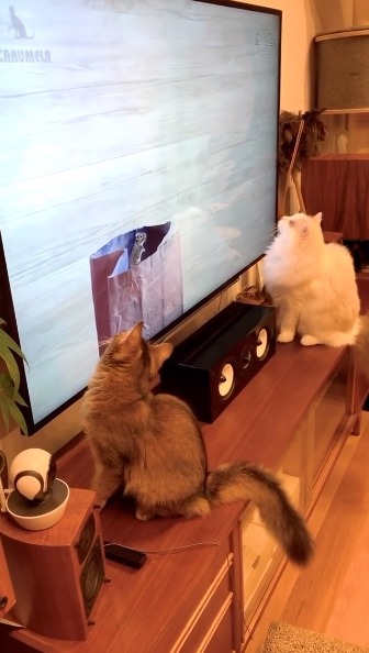 テレビを見つめる猫たち