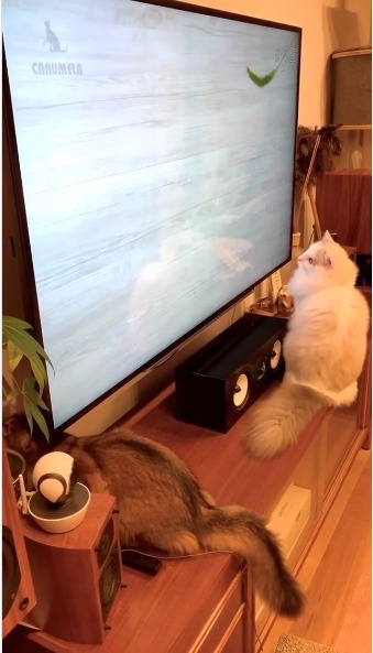 テレビを見る猫たち