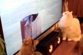 このネズミさん捕まらないニャ…テレビと格闘する猫のバロンくんとジーナちゃん