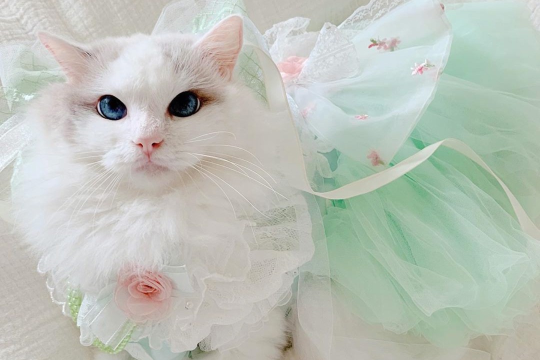 ボク、きれい??ドレスも着こなしちゃう猫のバロンくんは、超“美にゃんこ”！