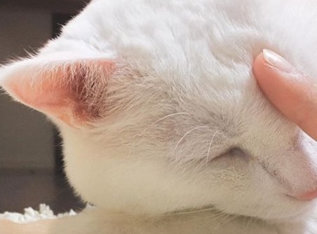 スリスリスリ…指を差し出すと頭をスリスリしてくる白猫ハク様が超絶可愛い！