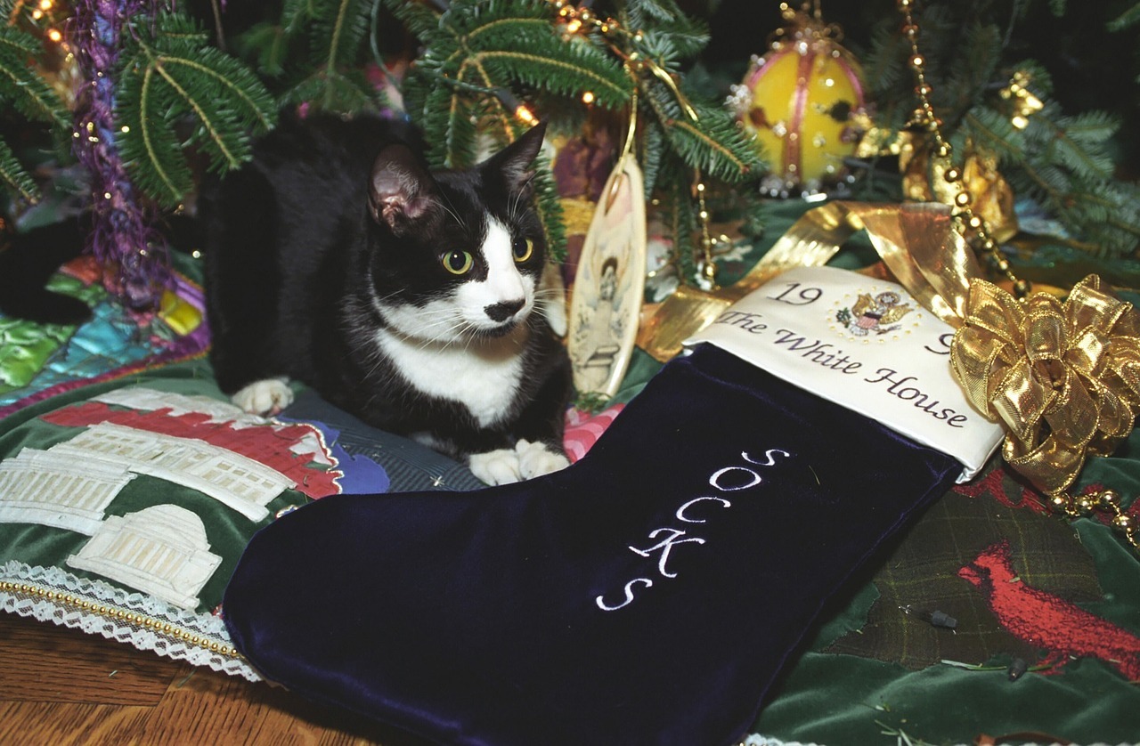 靴下を履く猫がいる⁉「スノーシュ―」と呼ばれる靴下猫の特徴を紹介！