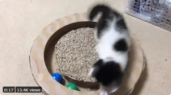 遊ぶ子猫