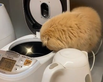 炊飯器の中を覗く猫