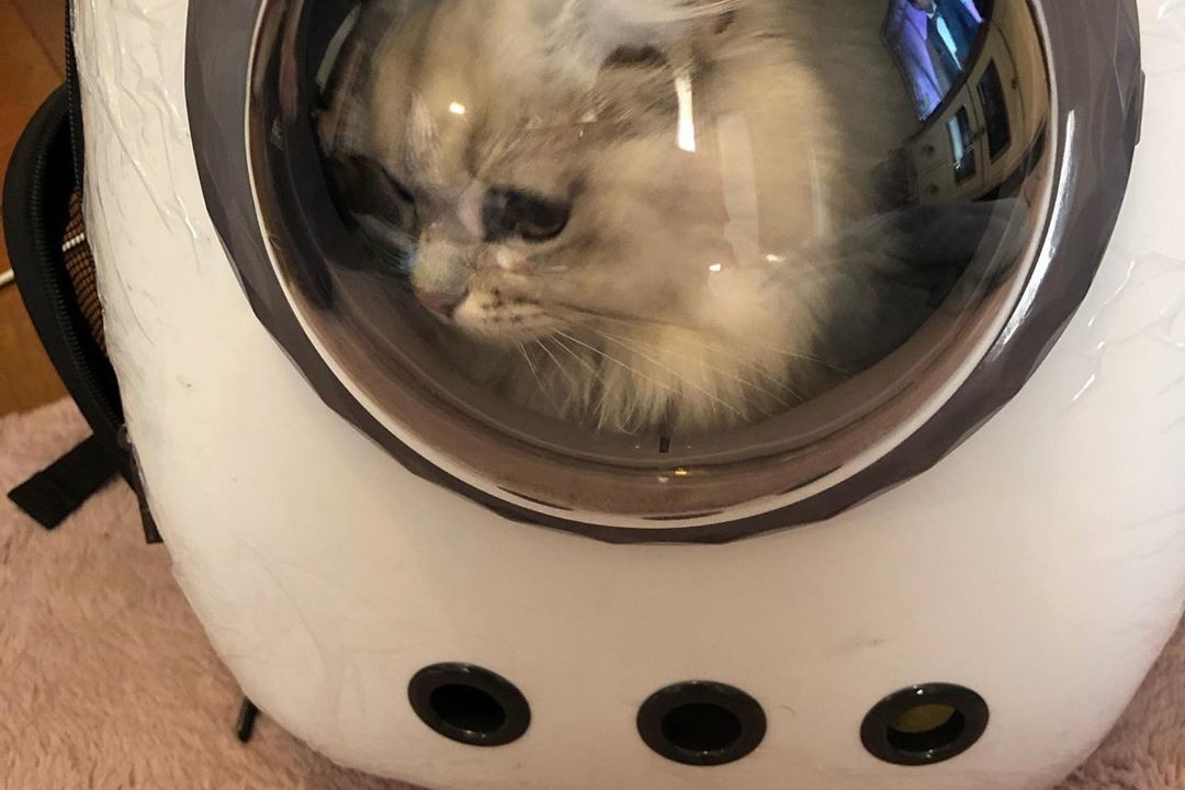 猫のねるちゃんが宇宙に？！「宇宙船型キャリー」に入って宇宙旅行気分！