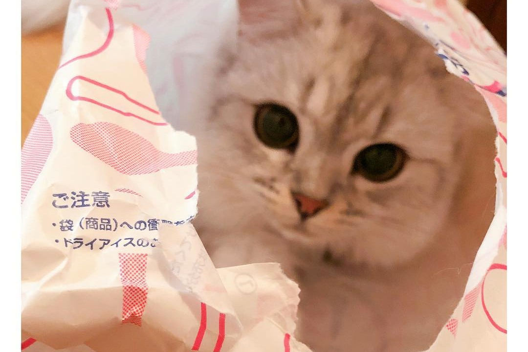 未確認生物現る？！紙袋をかぶった猫のねるちゃんが可愛くて思わず爆笑！