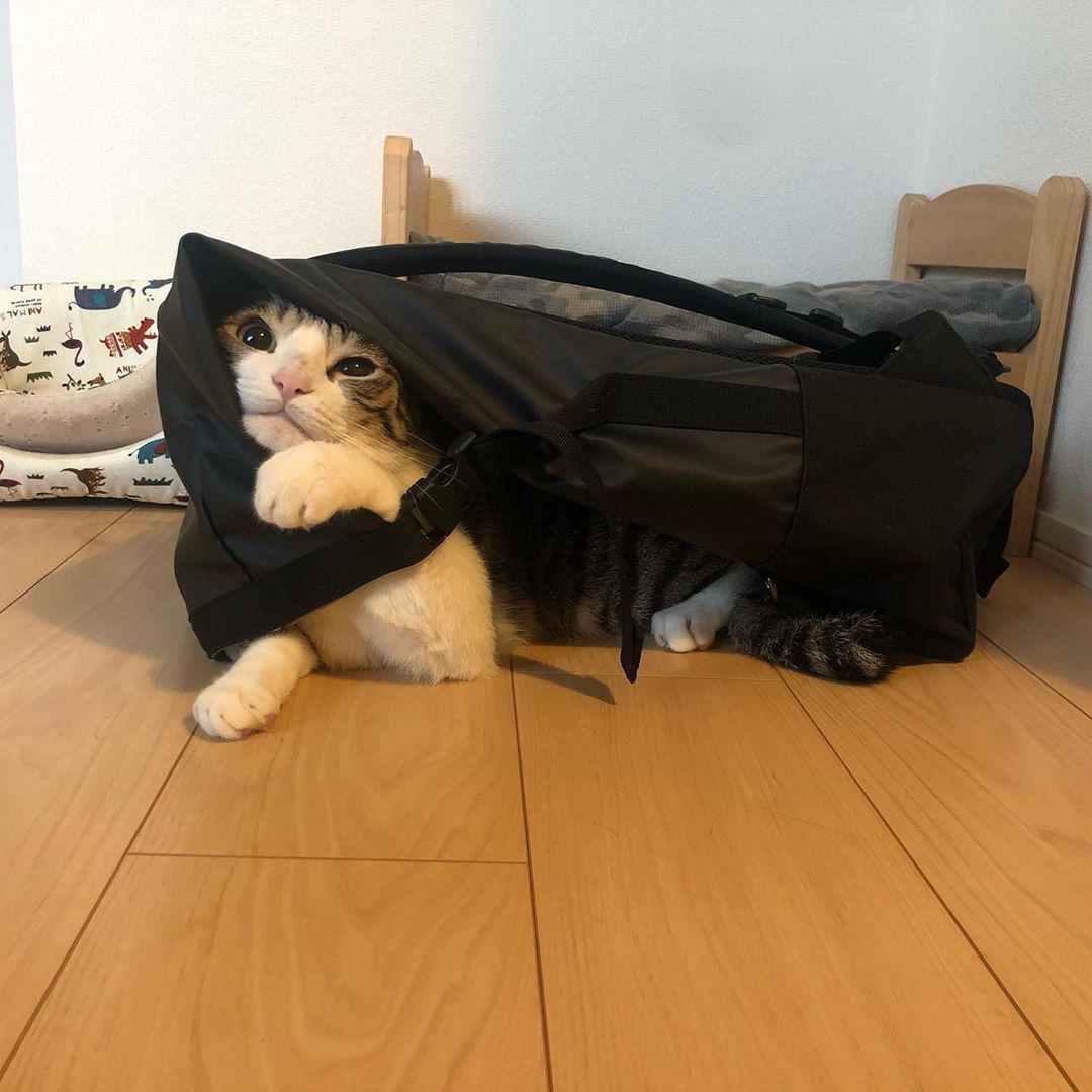 バッグに入った猫
