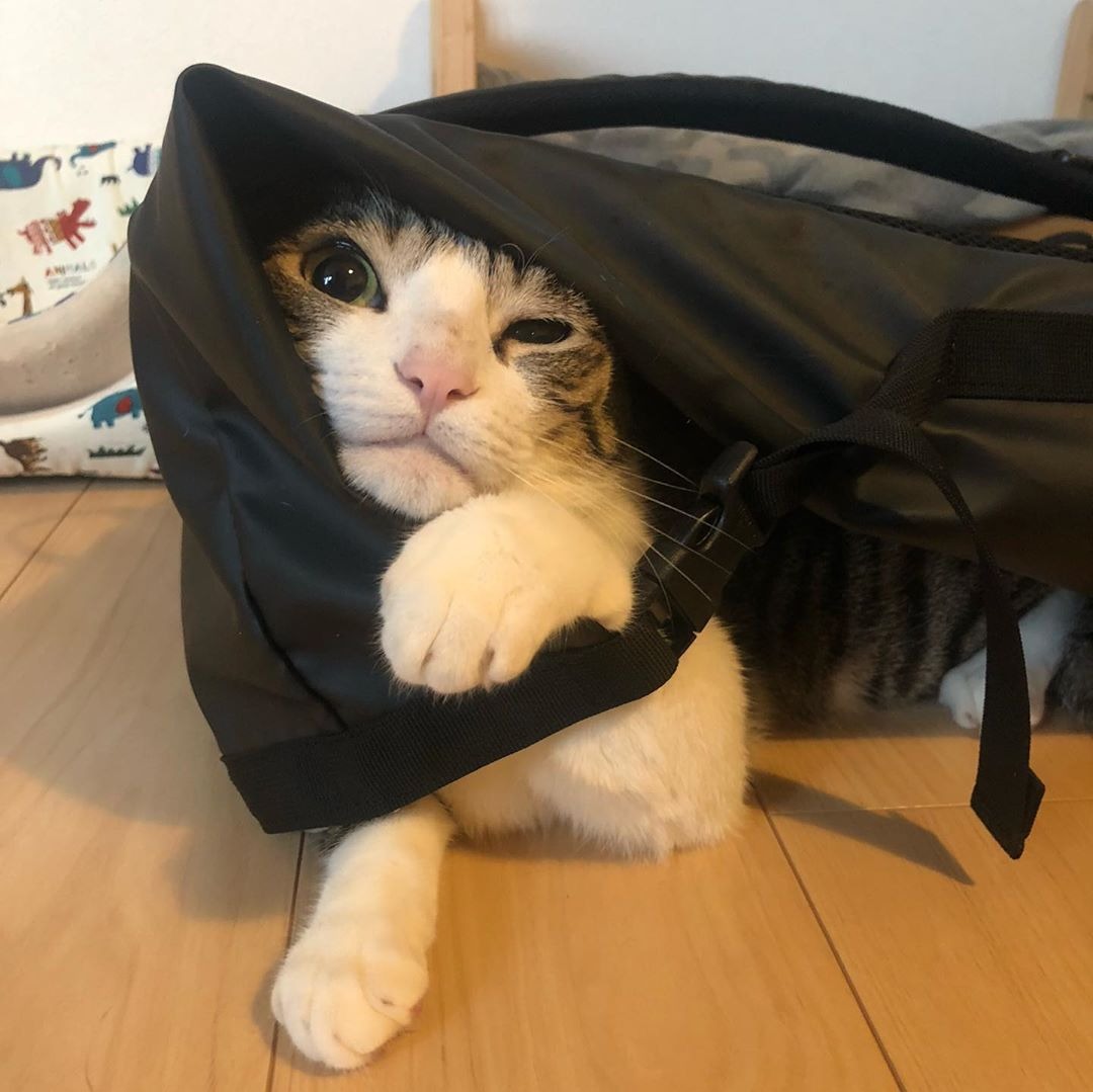 バッグに入った猫