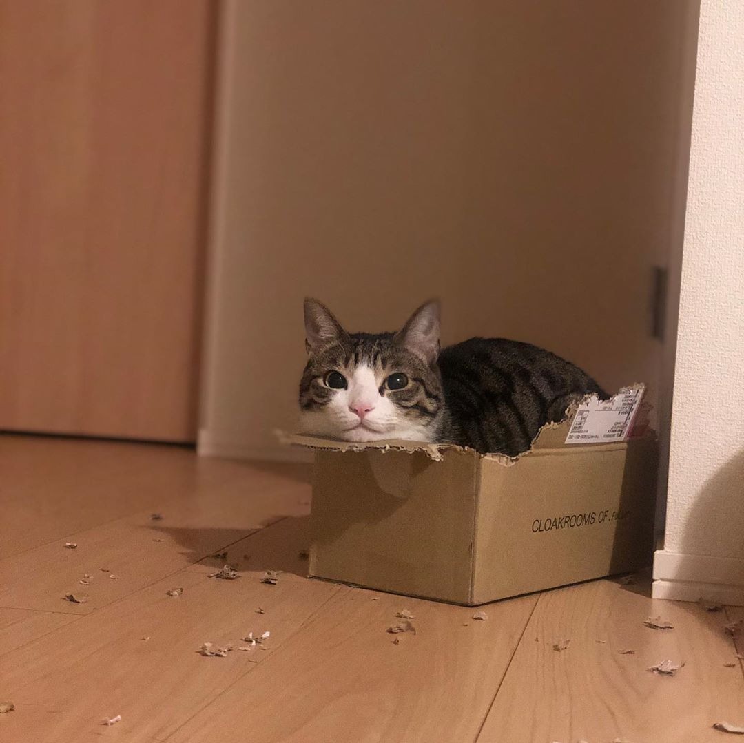 箱に入った猫