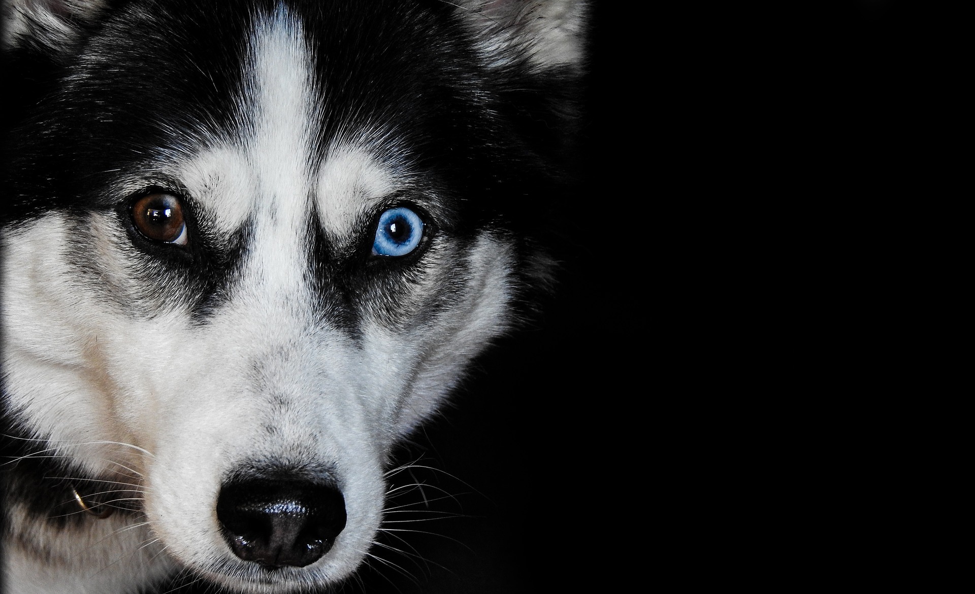 左右の目の色が違う犬がいる！オッドアイの犬が生まれる理由と、飼育の注意点とは？