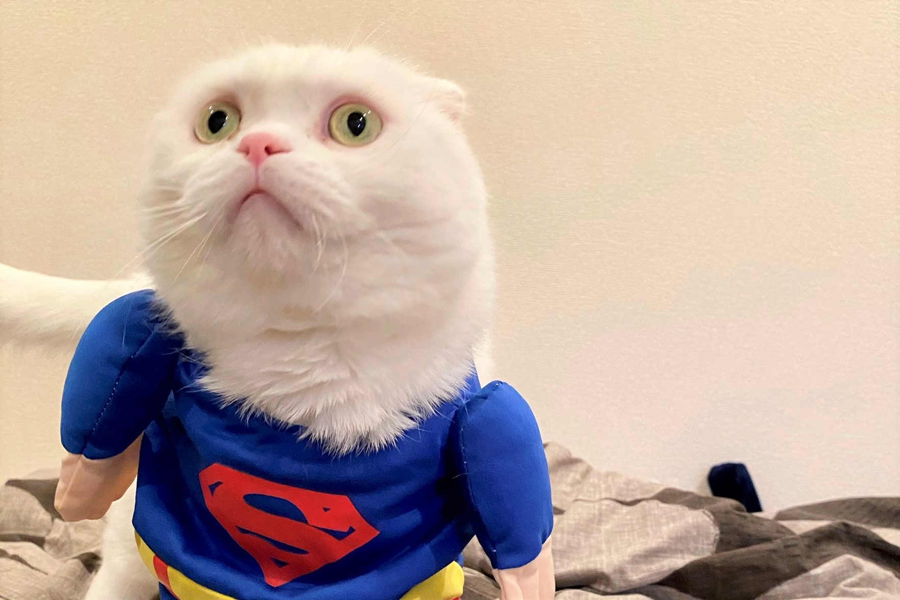 ねぇかっこいい？スーパーマンの衣装を着こなす猫のむくくんに笑いが止まらない
