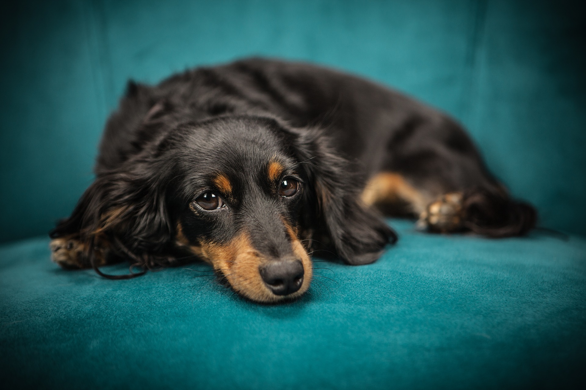 pixabay.com//保護犬イメージ