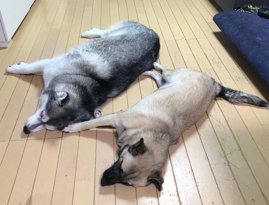 寝るハスキー犬と雑種犬