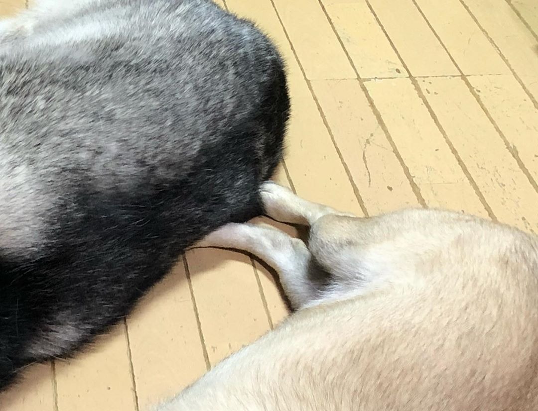 寝るハスキー犬と雑種犬
