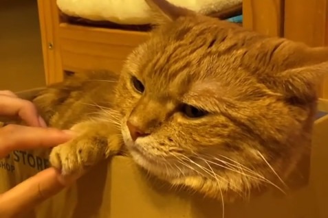 猫の茶太郎くんの「握手会」?!もふもふな可愛いお手手に触りた～い！！