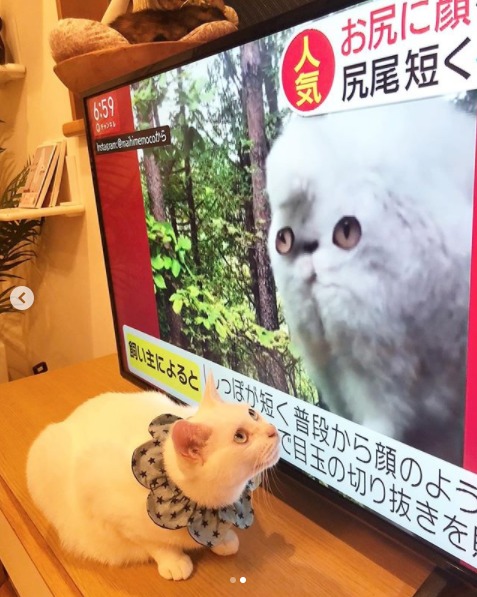 テレビを見る雑種猫