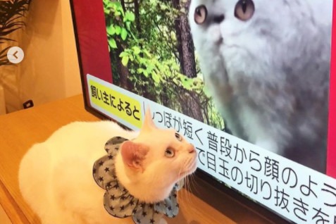猫のコトちゃんの“お尻”がニュースに…!!魅惑的なお尻にみんな大注目！