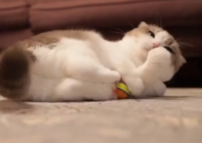 けりけりけり…ボールをけりけりする猫のモアちゃんの姿が可愛すぎて悶絶！