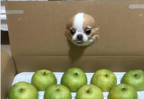 ボクの好物をありがとでしゅ！梨を見つめる犬のタラオくんの眼力がすごい！