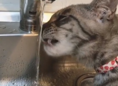 お水は蛇口から直飲みするのが一番にゃ！器用にお水を飲む猫のこたくんが可愛すぎ