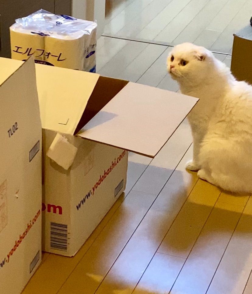 猫　ダンボール箱