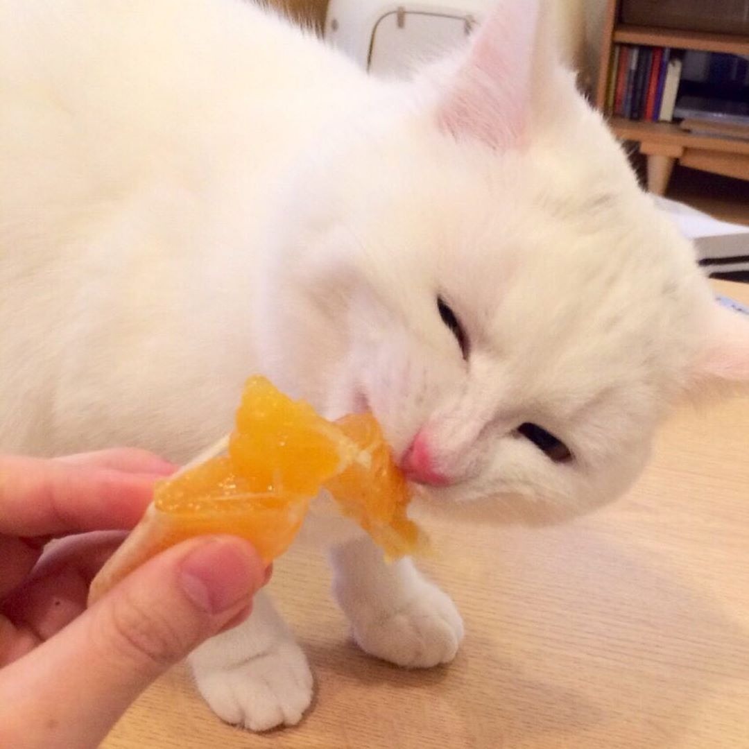 みかんを食べる猫