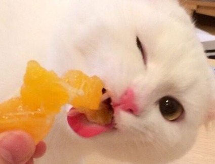 柑橘類のフルーツがお好きな白猫ハク様。食べてる時のウインク顔にズキューン！