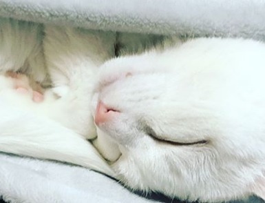 毛布をめくったら…。気持ちよさそうに眠る白猫ハク様の寝顔が天使すぎた！