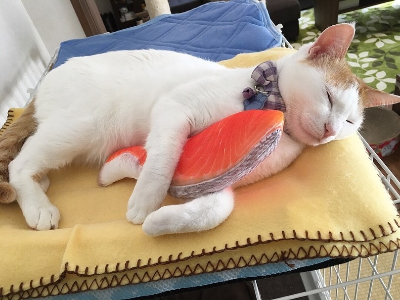 “鮭の切り身”を抱きしめたままスヤスヤと眠る猫のむぎちゃんが可愛すぎるッ！