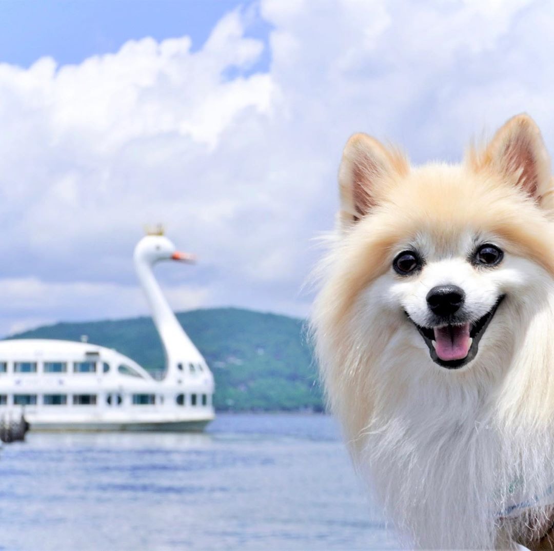 遊覧船にきれいな景色！！うちの子記念日のお祝いに犬のチャナちゃん大満足