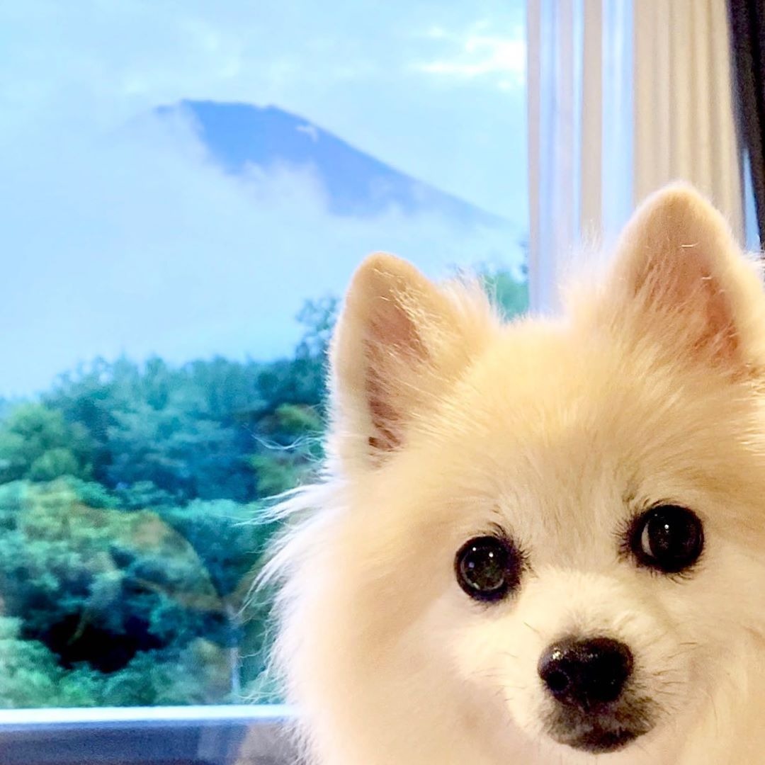 犬　富士山