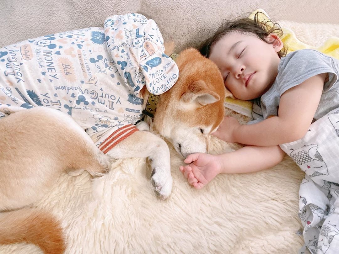 やっぱりくっついて眠ると安心！２歳の妹ととっても仲良しな柴犬トラくん。