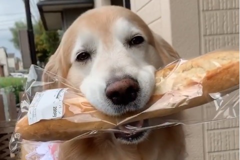 わぁ～パンだあ！ウッキウキで大好きなパンのお買い物をする犬のあーるんちゃん