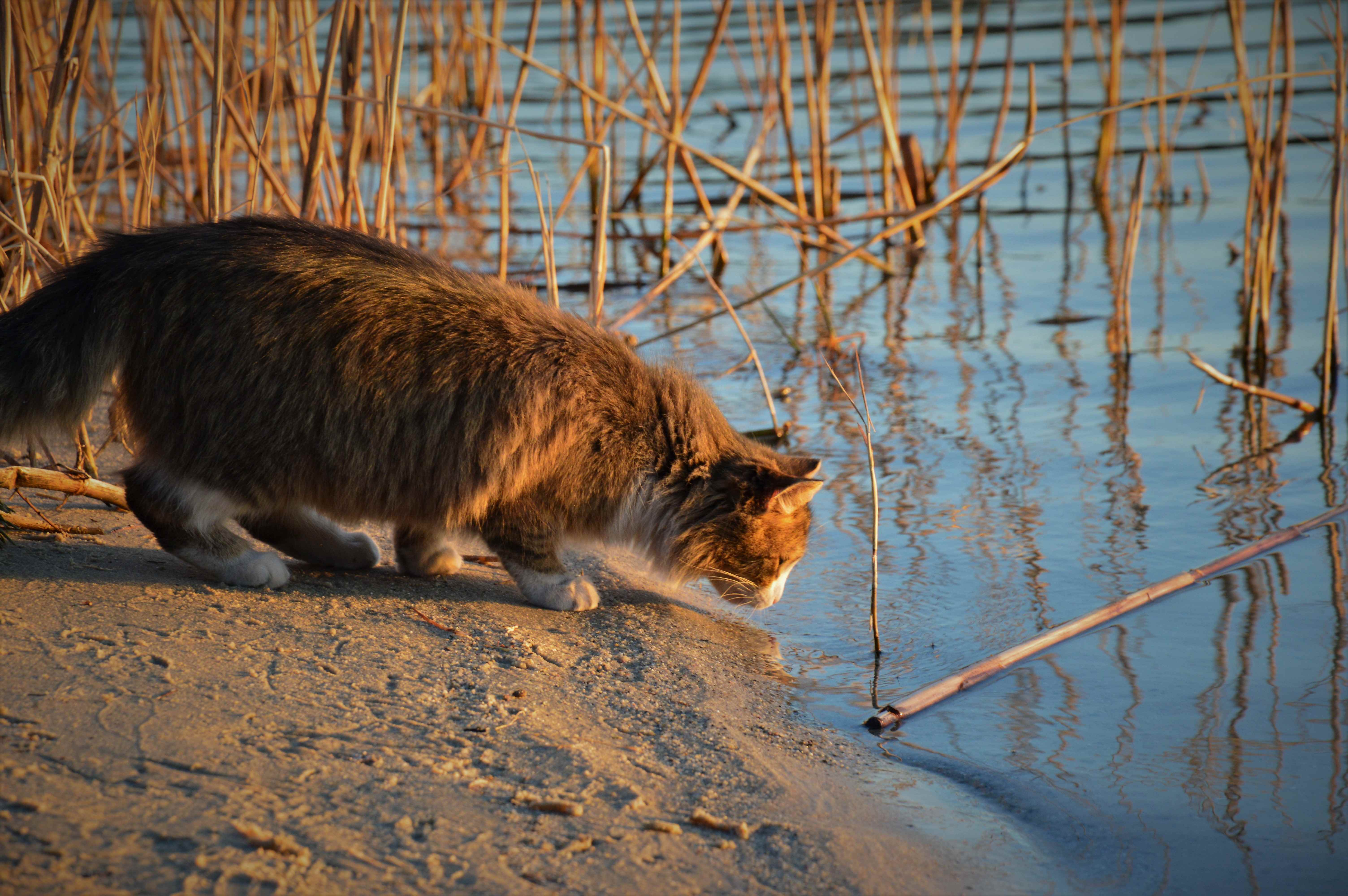 池を眺めている猫