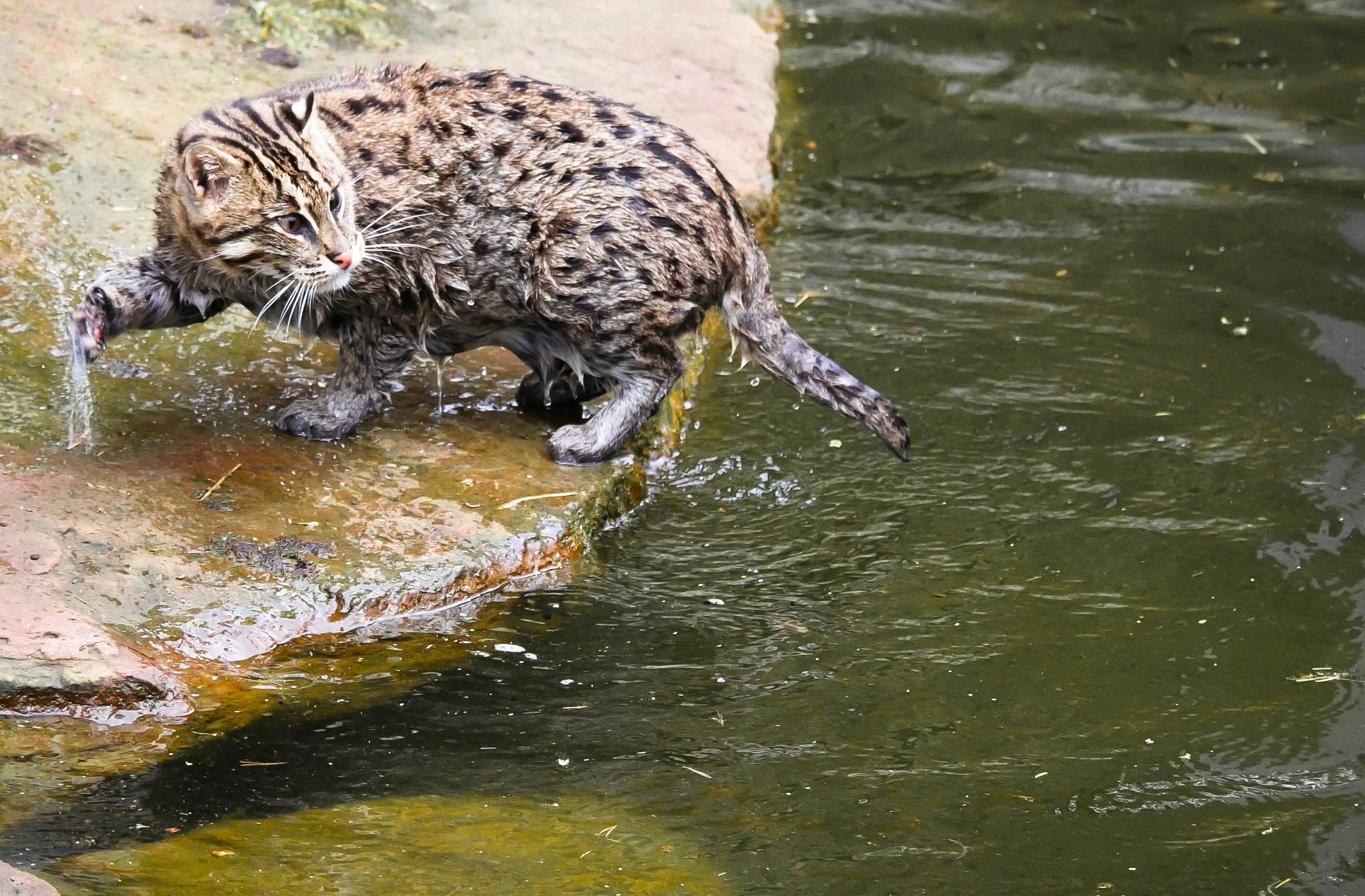 泳ぐ猫もいるってホント!?水遊びが好き、泳ぐことが好きな猫種10選を紹介！