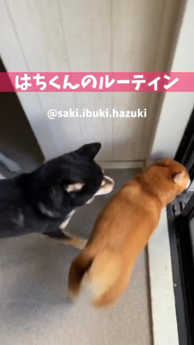 柴犬