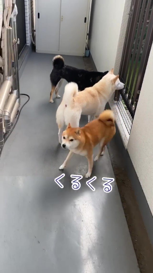 柴犬