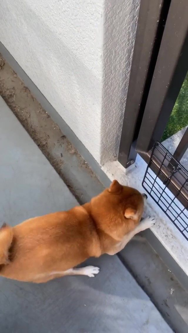 柴犬