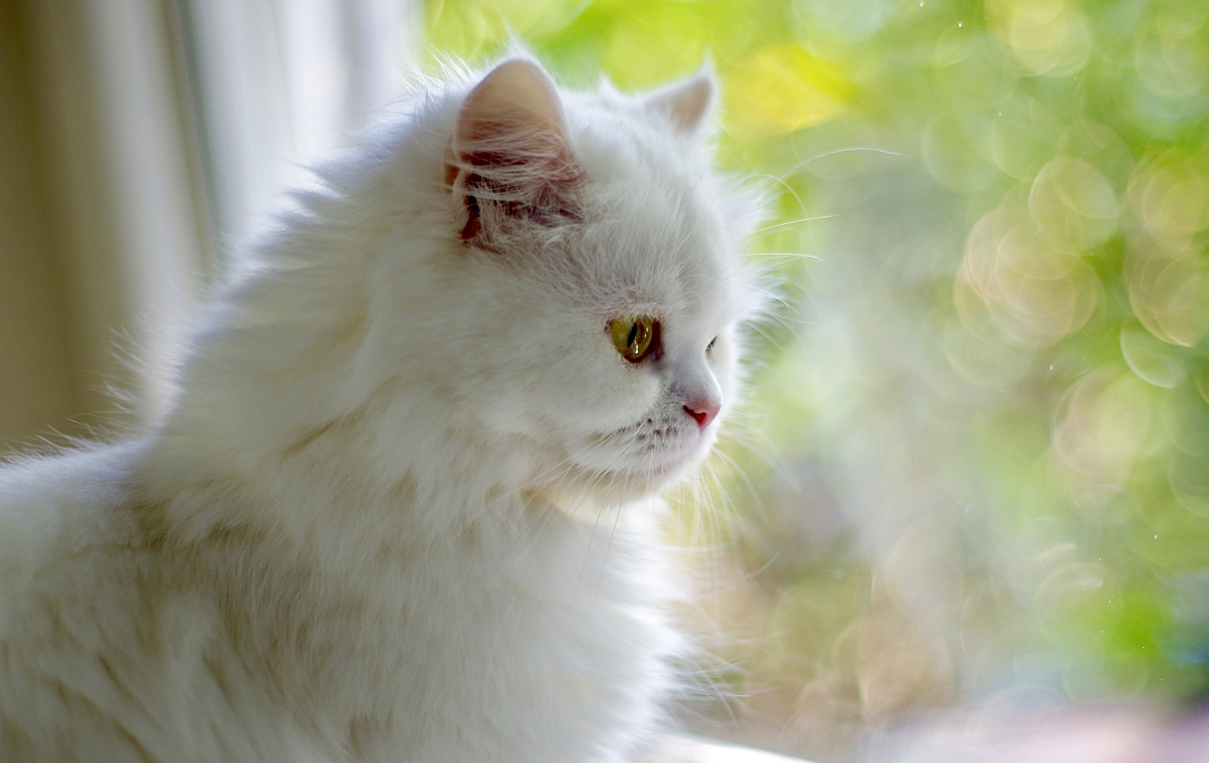 窓の外を見ている白猫