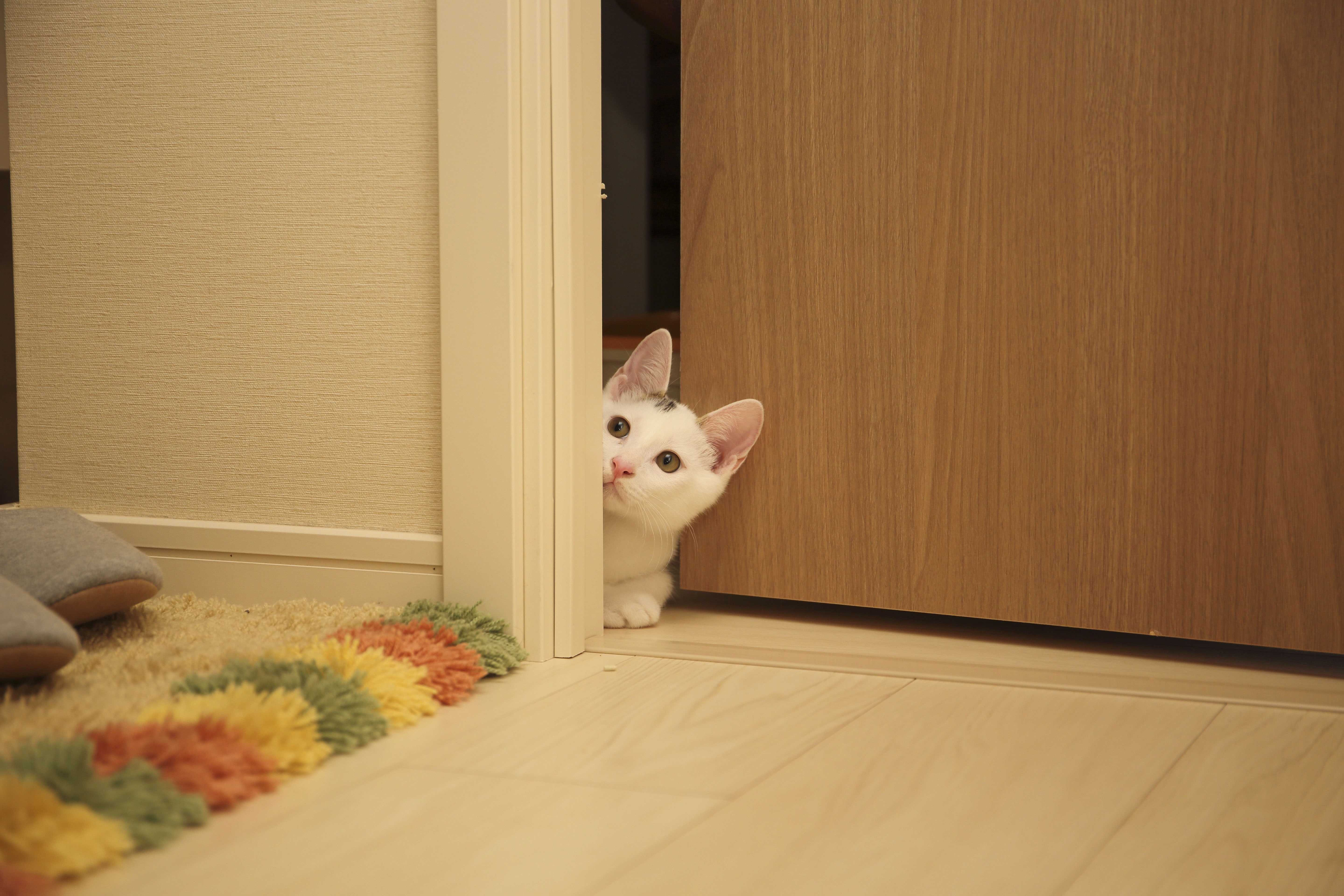 ドアから顔を出す猫
