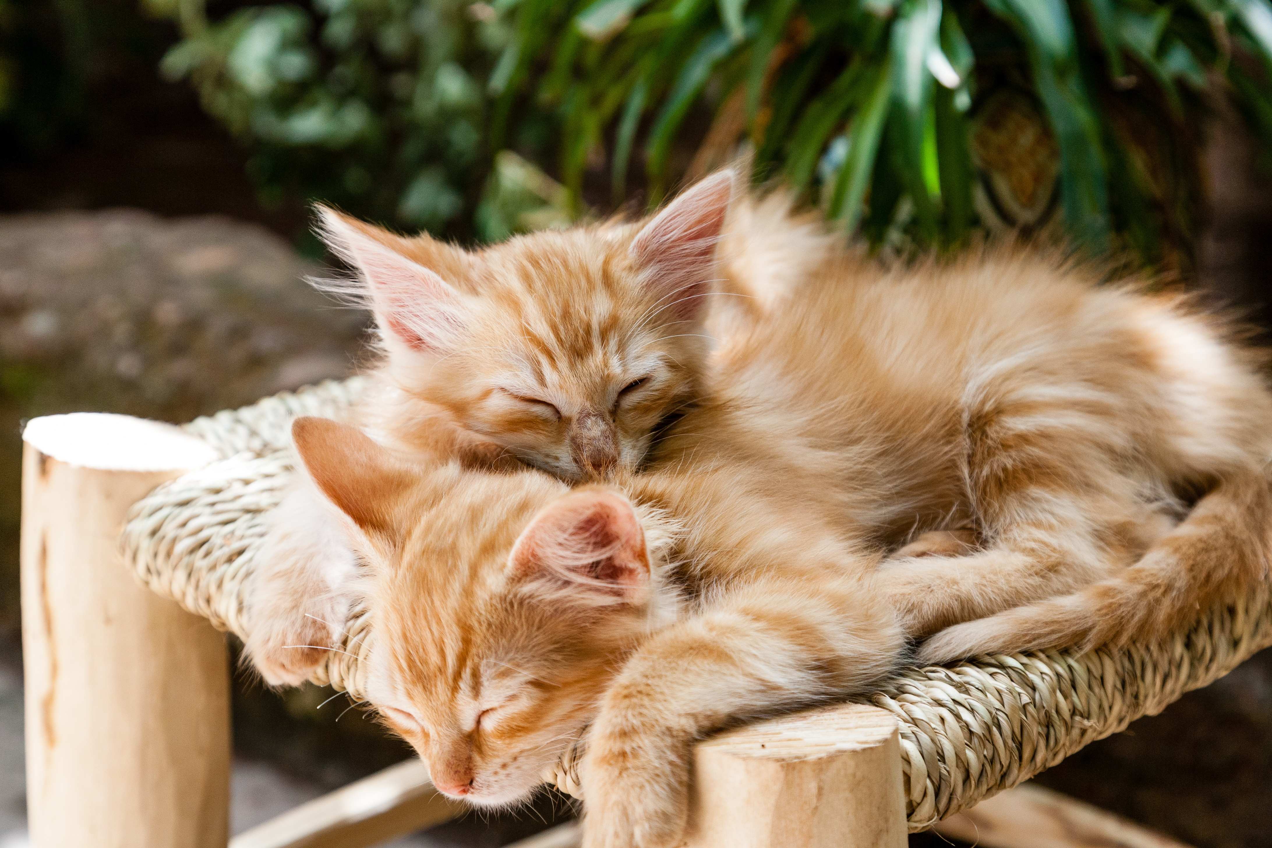 くっついて寝ている2匹の子猫